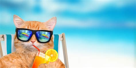 Cat Wearing Sunglasses Relaxing Sitting On Deckchair Stock Photo