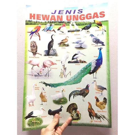 gambar hewan unggas  koleksi gambar