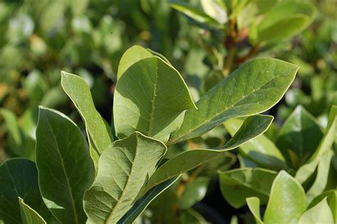 Laurus Nobilis ‘saratoga Saratoga Laurel