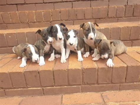 bull terrier pups  sale dewormed  vaccinated thabazimbi puppies  sale