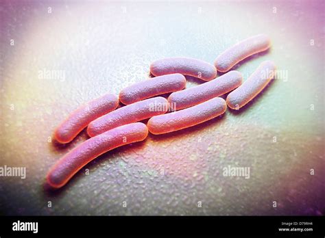 Shigella Sonnei Bacteria Stock Photo Alamy