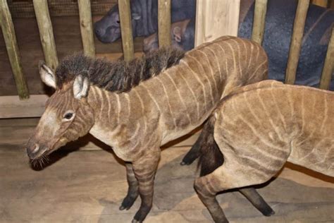 Why You Will Love the Ark Encounter | Tattling Tourist