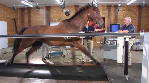 Horse On A Treadmill Maryland Game Virginia Tech Youtube