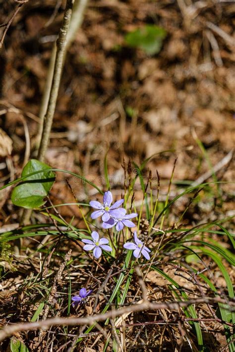 First Spring Green Leaves Of Grass Blooming From Naked Empty Ground