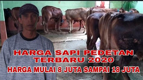 Harga Sapi Pedetan Terbaru Harga Mulai Juta Sampai Juta Youtube