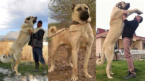 Most Aggressive Real Giant Turkish Kangal Dogs 🔥🔥 Shorts Viral