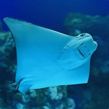 Manta Ray: Facts & Information Guide
