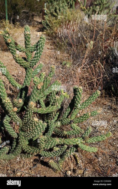Cane Cholla Cactus Cylindropuntia Imbricata California Usa Stock