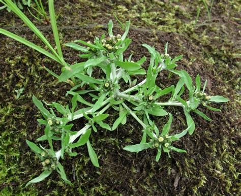 Сушеница топяная (Gnaphalium uliginosum L. s. I.) - лекарственное ...