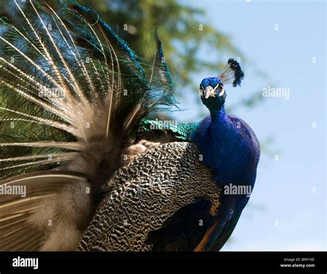 Male Peacock Pavo Cristatus Stock Photo Alamy