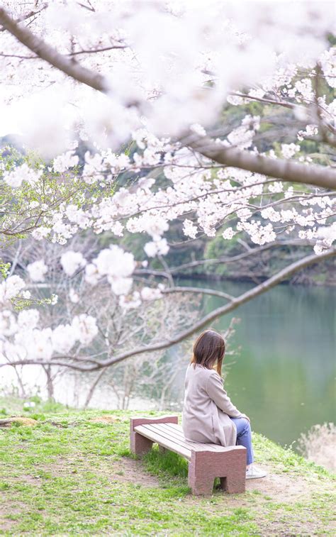 湖畔のベンチで休憩する女性と満開の桜の無料写真素材 Id84931｜ぱくたそ