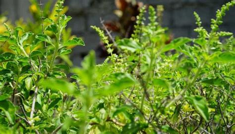 Tulsi Pujan Diwas 2020 Why It Is Celebrated On December 25 Culture