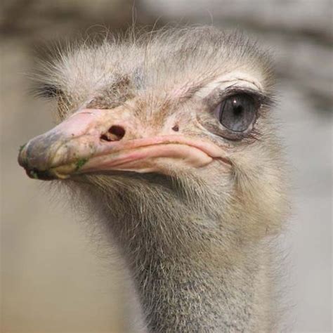 Ostrich Struthio Camelus
