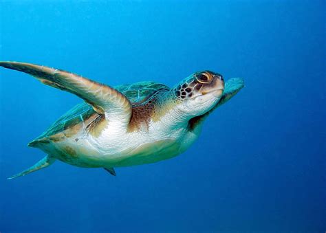 North Cyprus Turtles How To See Loggerhead And Green Turtles