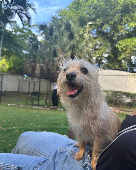 Dog's Heartbreaking Ritual in Shelter Will Leave You Speechless