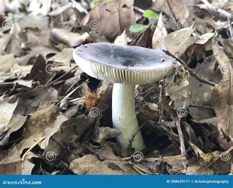 Blue Band Brittlegill Mushroom Russula Chloroides Powdery