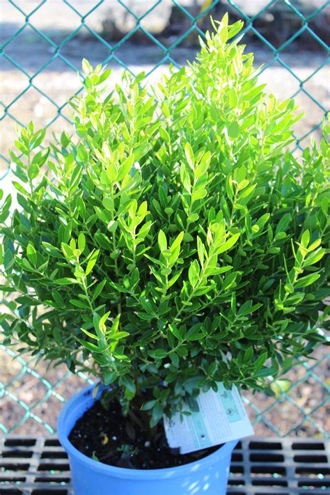 Holly Inkberry ‘shamrock Wilsons Garden Center