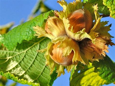 Дерево фундук в саду — посадка і догляд | ЗЕЛЕНА САДИБА | Plants, Sea ...