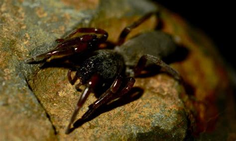 8 Spiders in Australia