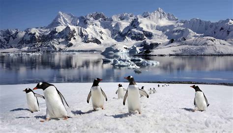 survival strategies  antarctic wildlife animals   globe