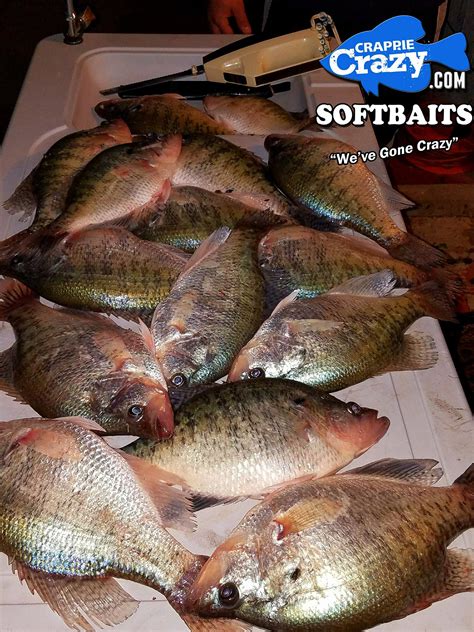 how to fillet crappie