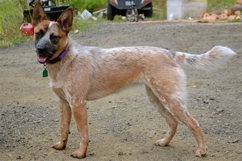 Red Heeler Wallpapers - Wallpaper Cave