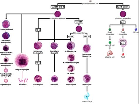 Hematopoiesis Flashcards Quizlet