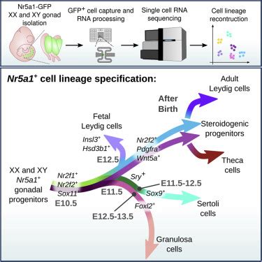 Dissecting Cell Lineage Specification And Sex Fate Determination In Gonadal Somatic Cells Using