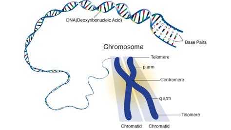 Chromosomes: structure and functions - Overall Science