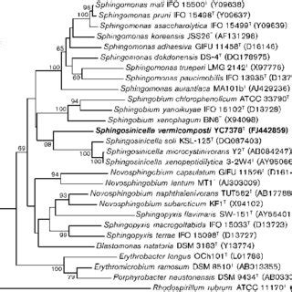 Phylogenetic tree reconstructed from the comparative analysis of 16S ...
