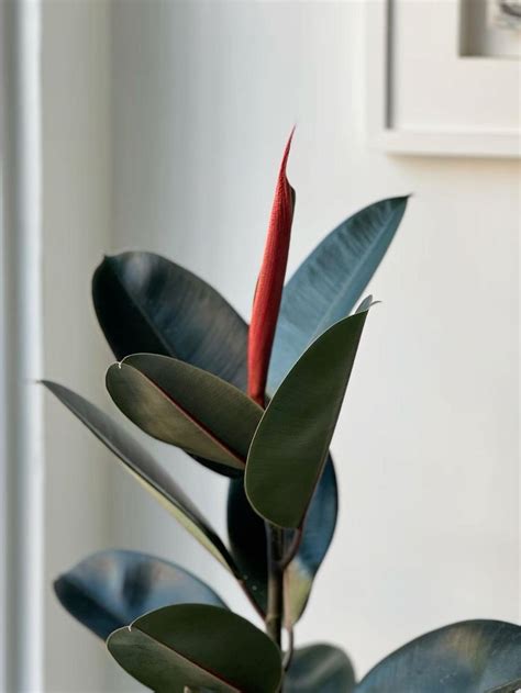 Planta Ficus elástica ó también gomero negro su color rojo al florecer