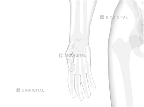 Sesamoid Bones Of Right Thumb Biodigital Anatomy