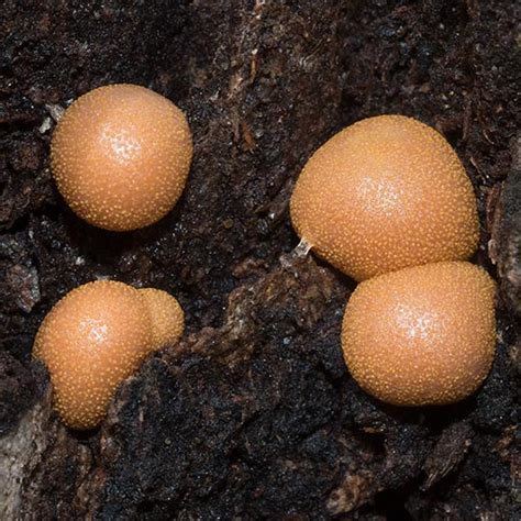 Lycogala Epidendrum About Tasmania