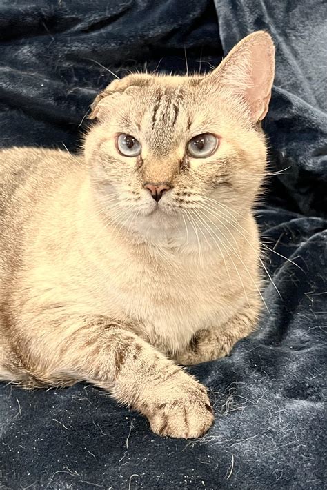 Annabelle “Bigs” – Beautiful Together Animal Sanctuary