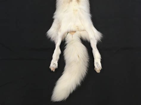 Red Platinum Fox Pelt G71 Etsy