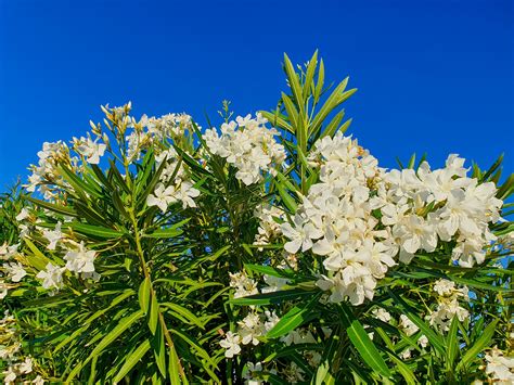 Олеандр (Много фото!) - treepics.ru