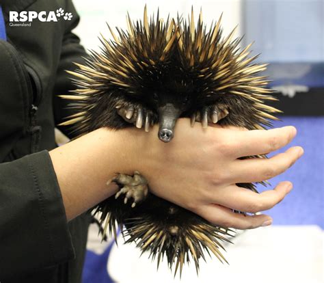 Winter Mating Season Is Here For The Echidna Please Keep An Eye Out