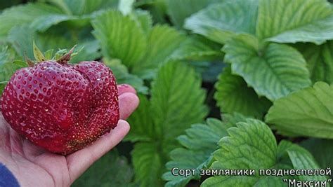 Клубника Сорт Максим Фото – Telegraph