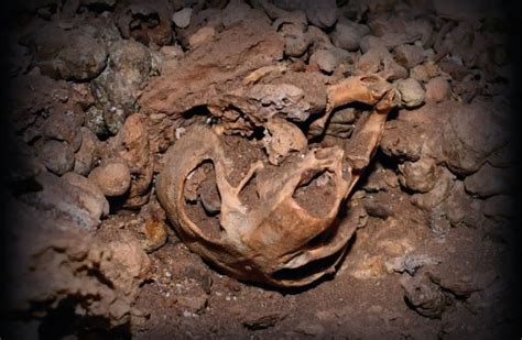 The Birth Of Modern Man Archaeology News Rat Bones Show Climate