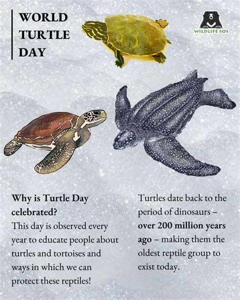 World Turtle Day 2022 Australia - Kori Charleen