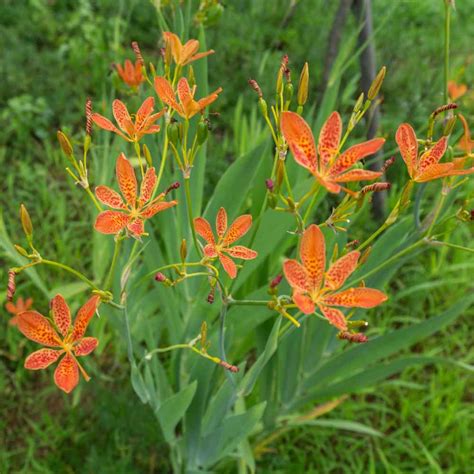 Беламканда китайская (74 фото) - фото - картинки и рисунки: скачать ...