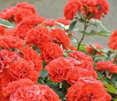 Роза плетистая Orange Meillandina