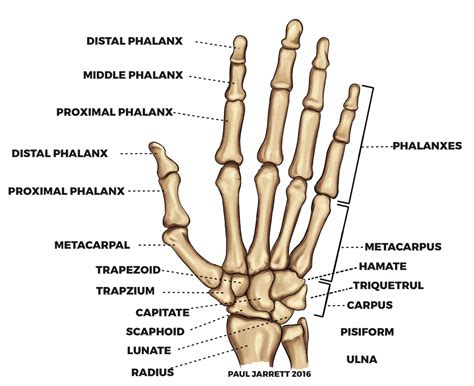 Bones Of The Hand Diagram