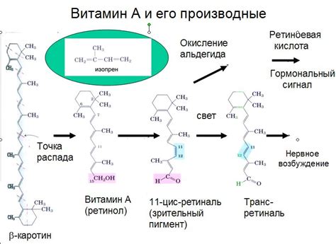 БШУ: Органические вещества клетки: липиды