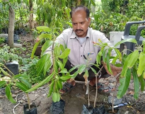 Farmer Developed New Mango Who Gives Fruits 365 Days Sends 1200 Mango