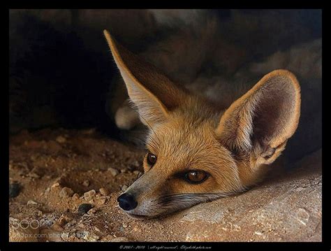 Rüppells Fox Pet Fox Fox Animals