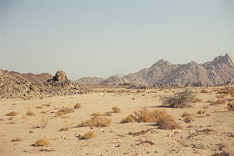 Tumbleweed Stock Photos Pictures And Royalty Free Images Istock