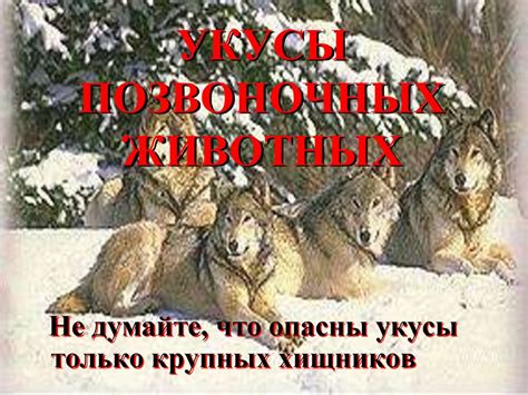 Помощь при укусах и отравлениях - презентация онлайн