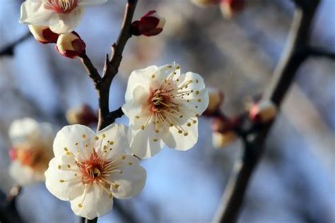 Обои на рабочий стол Весенние цветущие ветки сливы, by HeungSoon, обои ...