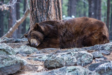 sleeping bear  stock photo public domain pictures